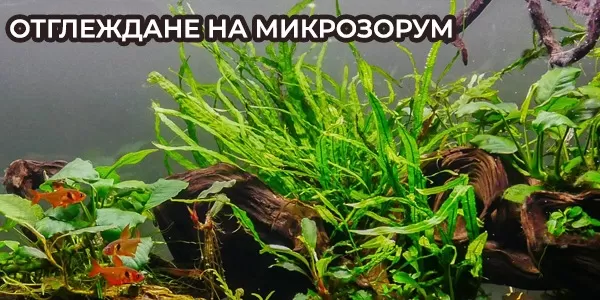 Отглеждане на Микрозорум