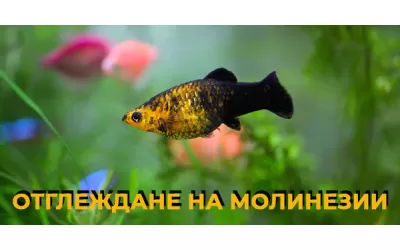Отглеждане на молинезии