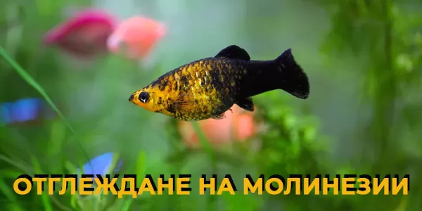 Отглеждане на молинезии