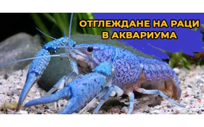 Отглеждане на раци в аквариума