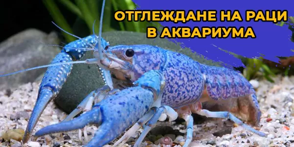 Отглеждане на раци в аквариума