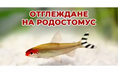 Отглеждане на Родостомус