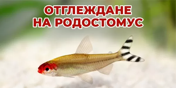 Отглеждане на Родостомус
