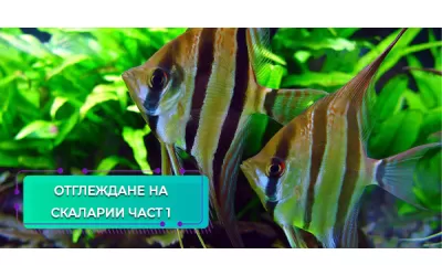 Отглеждане на скаларии-част 1