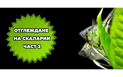 Отглеждане на скаларии-част 2