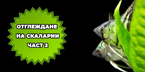 Отглеждане на скаларии-част 2