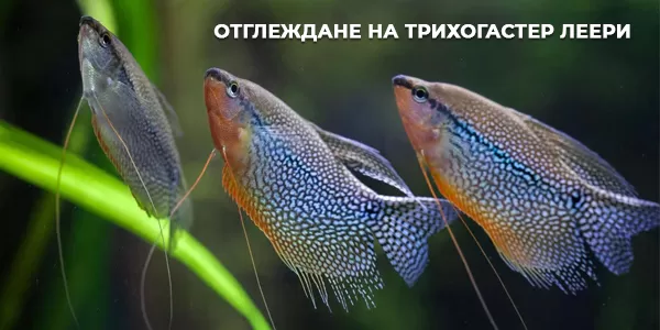 Отглеждане на Трихогастер леери