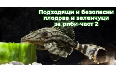 Подходящи и безопасни плодове и зеленчуци за риби-част 2