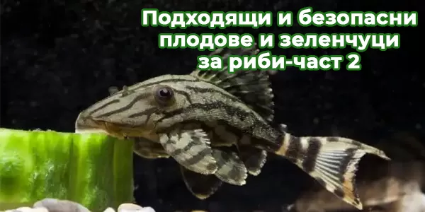 Подходящи и безопасни плодове и зеленчуци за риби-част 2