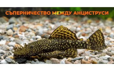 Съперничество между Анциструси