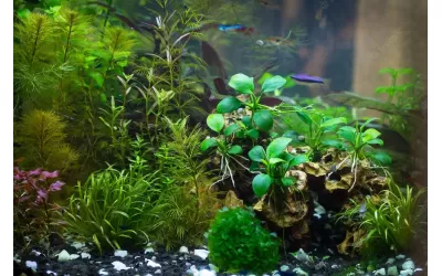Избор на аквариум, оборудване, аксесоари, декорации и препарати (трета част)