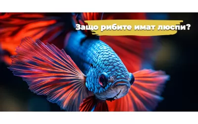 Защо рибите имат люспи