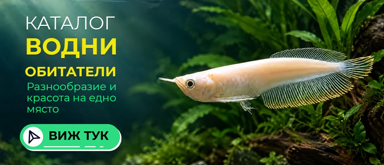fishes