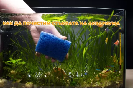 Как да почистим стъклата на аквариума