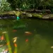 Dennerle POND Algae Stop - 3