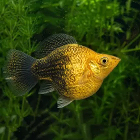 Молинезия Balloon (Poecilia Latipinna Balloon Molly)