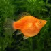Молинезия Balloon (Poecilia Latipinna Balloon Molly) - 4