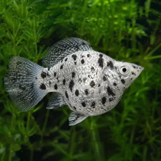 Молинезия Balloon (Poecilia Latipinna Balloon Molly) - 5