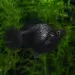 Молинезия Balloon (Poecilia Latipinna Balloon Molly) - 3