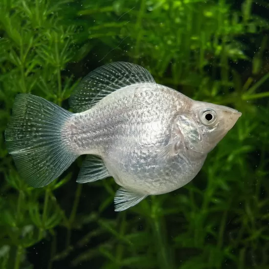Молинезия Balloon (Poecilia Latipinna Balloon Molly) - 1