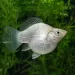 Молинезия Balloon (Poecilia Latipinna Balloon Molly)