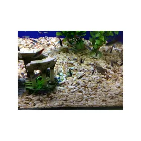 Естествен речен грунд "White Pearl" 3-4мм / 4-6мм ( 2 кг )