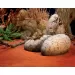 Динозавърско яйце Exo Terra Dinosaur Eggs Fossil Hide Out  - 2