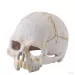Exo Terra декорация за терариум Primate Skull