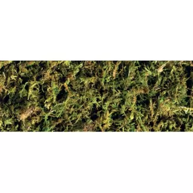 Exo Terra Forest Plume Moss 500g