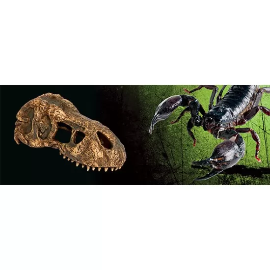 Декорация за терариум T-Rex Skull - 3