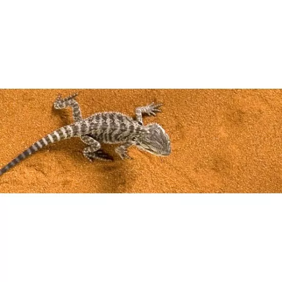 Пустинен пясък за терариум Exo Terra - 5