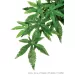 Exo Terra Abutilon изкуствени растения за терариум 