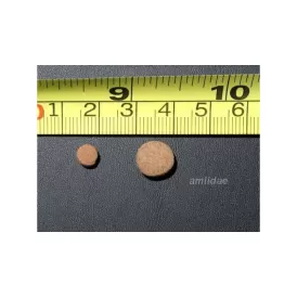 Hikari Massivore Delite 380gr