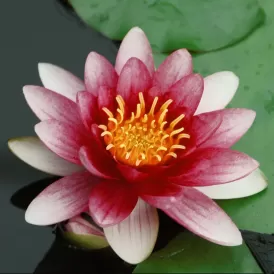 Водна лилия червена (Lawana Nymphaea Natura Coco Attraction)