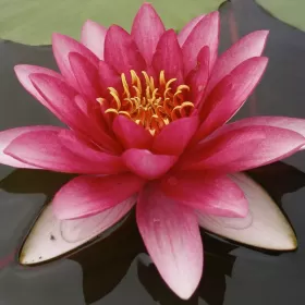 Водна лилия червена (Lawana Nymphaea Natura Coco Attraction)
