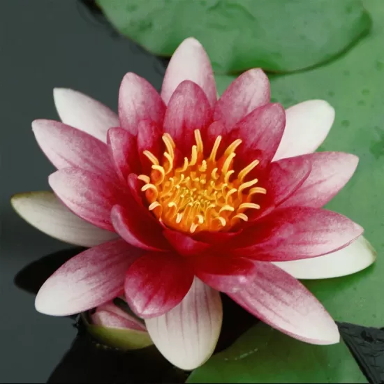 Водна лилия червена (Lawana Nymphaea Natura Coco Attraction) - 1