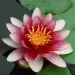 Водна лилия червена (Lawana Nymphaea Natura Coco Attraction)
