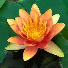 Водна лилия оранжева (Lawana Nymphaea Natura Coco Sioux)