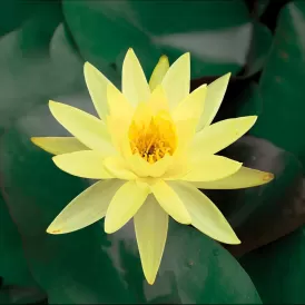 Водна лилия жълта (Lawana Nymphaea Natura Coco Sulphurea)