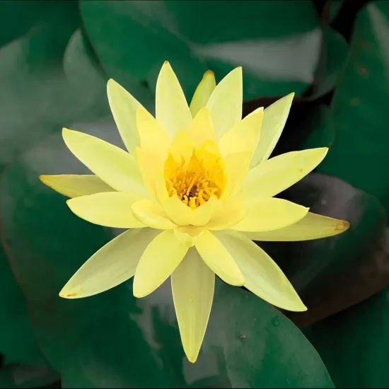 Водна лилия жълта (Lawana Nymphaea Natura Coco Sulphurea) - 1