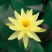 Водна лилия жълта (Lawana Nymphaea Natura Coco Sulphurea)
