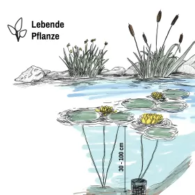 Водна лилия жълта (Lawana Nymphaea Natura Coco Sulphurea)