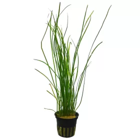 Валиснерия нана (Vallisneria nana)