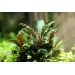 Буцефаландра (Bucephalandra mini red) - 2