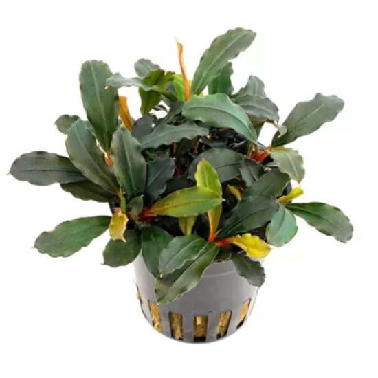Буцефаландра (Bucephalandra mini red) - 1