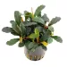 Буцефаландра (Bucephalandra mini red)