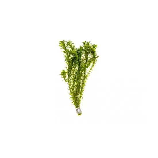 Егерия (Egeria densa ) - 2
