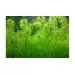 Егерия (Egeria densa ) - 3
