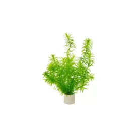 Егерия (Egeria densa)