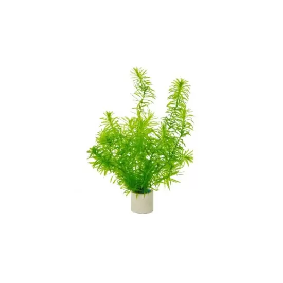 Егерия (Egeria densa ) - 1